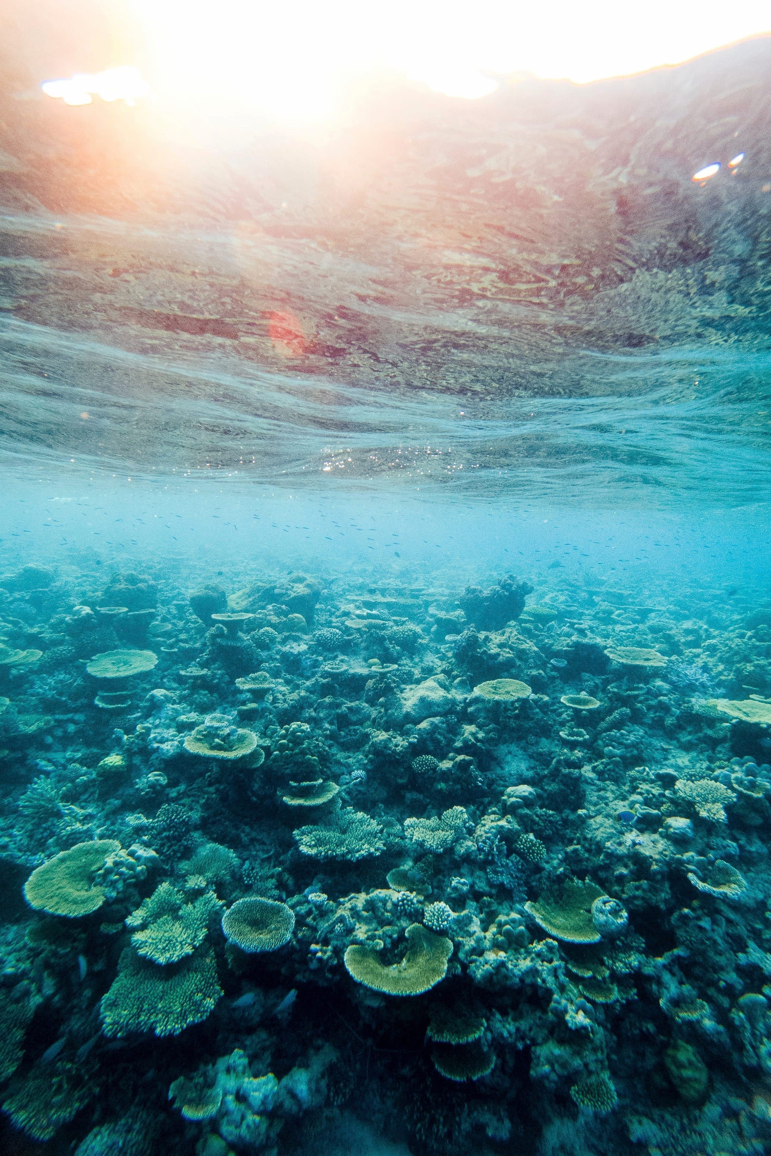 Sudan Red Sea Liveaboard vs Shore-Based Diving